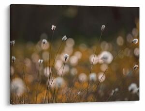 Slika - Livada s pamučnicom N⁰2 (70x50 cm)
