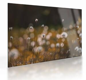 Staklena slika - Livada s pamučnicom N⁰2 (70x50 cm)