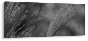 Slika - Osušena pampas trava (120x50 cm)