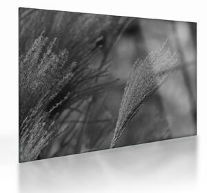Staklena slika - Osušena pampas trava (70x50 cm)