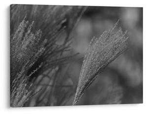 Slika - Osušena pampas trava (70x50 cm)