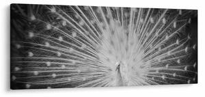 Slika - Bijeli paun (120x50 cm)
