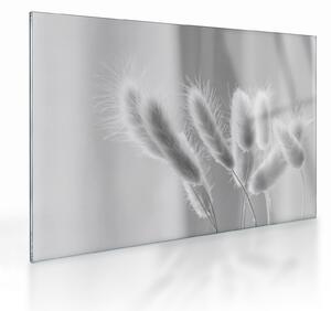Staklena slika - Zečji rep trava (70x50 cm)