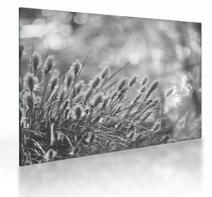 Staklena slika - Bež mekana trava N⁰1 (70x50 cm)