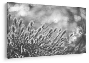 Slika - Bež mekana trava N⁰1 (90x60 cm)