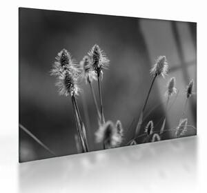 Staklena slika - Bež mekana trava N⁰2 (70x50 cm)