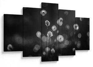 Slika - Cottongras na livadi (150x105 cm)