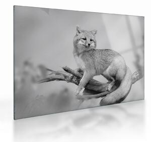 Staklena slika - Siva lisica (70x50 cm)