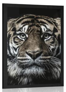 Plakat tigar