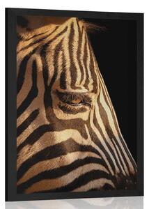 Plakat portret zebre