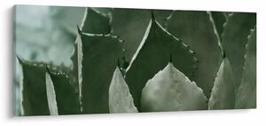 Slika - Zelena agava (120x50 cm)