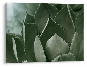 Slika - Zelena agava (70x50 cm)
