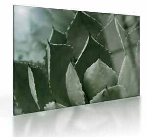 Staklena slika - Zelena agava (70x50 cm)