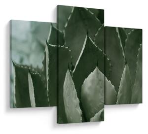 Slika - Zelena agava (90x60 cm)