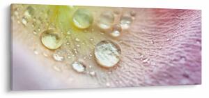 Slika - Kapi rose (120x50 cm)