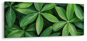 Slika - Listovi s kapima rose (120x50 cm)