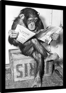 Uokvireni poster Ada Ingram - Chimp News