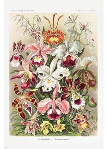 Poster Ernst Haeckel - Orchideen