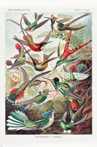 Poster Ernst Haeckel - Kolibris