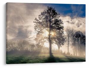 Slika drveta u magli (70x50 cm)