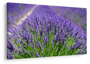 Slika - lavanda (90x60 cm)