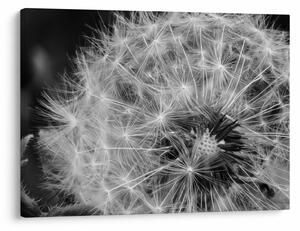 Slika - paperje maslačaka (70x50 cm)