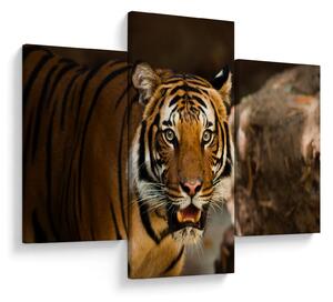 Slika tigra (90x60 cm)