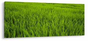 Slika trave (120x50 cm)