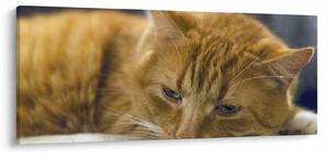 Slika mačke (120x50 cm)