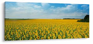 Slika - polje suncokreta (120x50 cm)