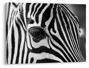 Slika zebre (70x50 cm)
