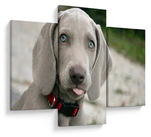 Slika - štene Weimaranera (90x60 cm)