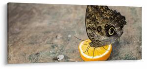 Slika leptira (120x50 cm)