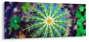Slika kaktusa (120x50 cm)