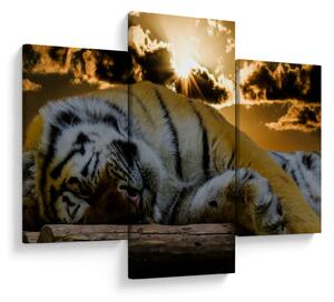Slika usnulog tigra (90x60 cm)