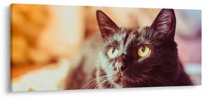 Slika crne mačke (120x50 cm)
