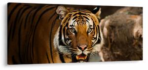 Slika tigra (120x50 cm)