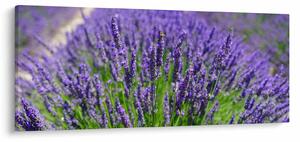 Slika - lavanda (120x50 cm)