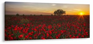Slika livade s makovima (120x50 cm)