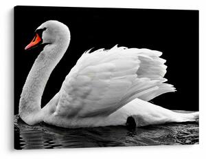 Slika crno-bijelog labuda (70x50 cm)