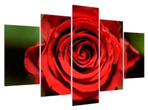 Slika detajla cvijeta ruže (150x105 cm)