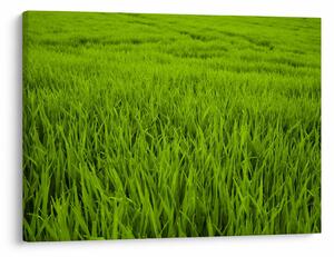 Slika trave (70x50 cm)