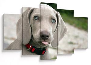 Slika - štene Weimaranera (150x105 cm)