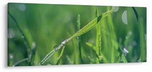 Slika kapi rose (120x50 cm)