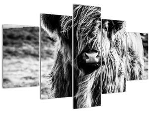 Slika - Highland - Škotska krava (150x105 cm)