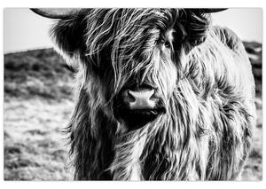 Slika - Highland - Škotska krava (90x60 cm)