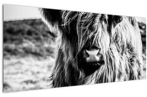 Slika - Highland - Škotska krava (120x50 cm)
