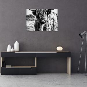 Slika - Highland - Škotska krava (70x50 cm)