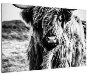 Slika - Highland - Škotska krava (90x60 cm)