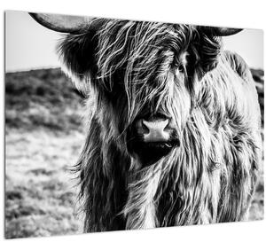 Staklena slika - Highland - Škotska krava (70x50 cm)